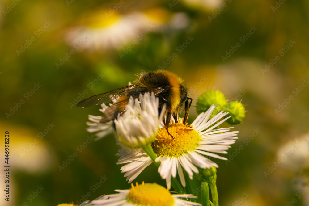 bumblebee pollinates chamomile in the field bumblebee pollinates chamomile in the field