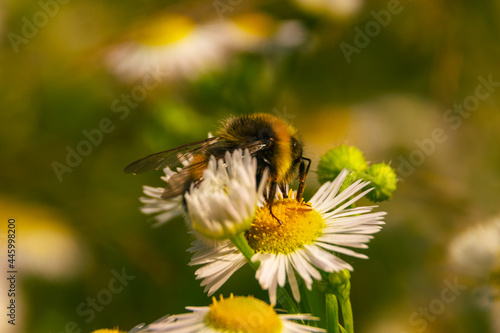 bumblebee pollinates chamomile in the field 