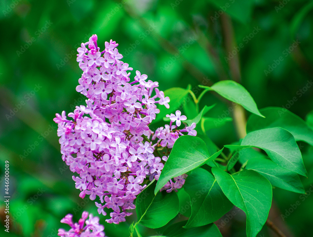 Lilac blossoming branches, Selective focus Lilac blossoming branches, Selective focus