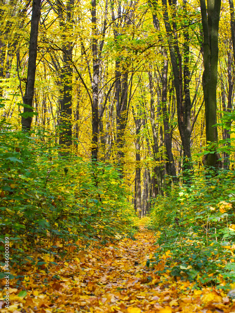 Obraz premium Golden autumnal forest with sunbeams