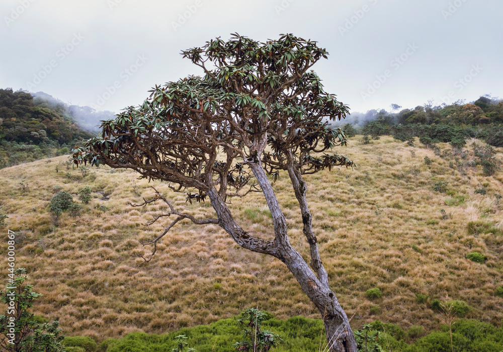 A lonely tree standing tall in a cold misty grassland in Horton plains.