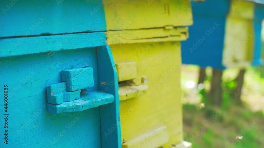Bees fly and out at beehive in spring macro shot close up. Honey bees on home apiary, apiculture concept Bees fly and out at beehive in spring macro shot close up. Honey bees on home apiary, apiculture concept