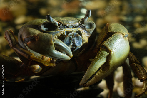large gray-green crab with massive claws on the background of stones in the twilight. Crabs are decapod crustaceans of the infraorder Brachyura. wild sea crustacean with big pincers resting on land.