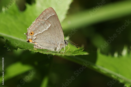 A Purple Hairstreak Butterfly, Favonius quercus, feeding on moisture on a leaf on a hot sunny day.