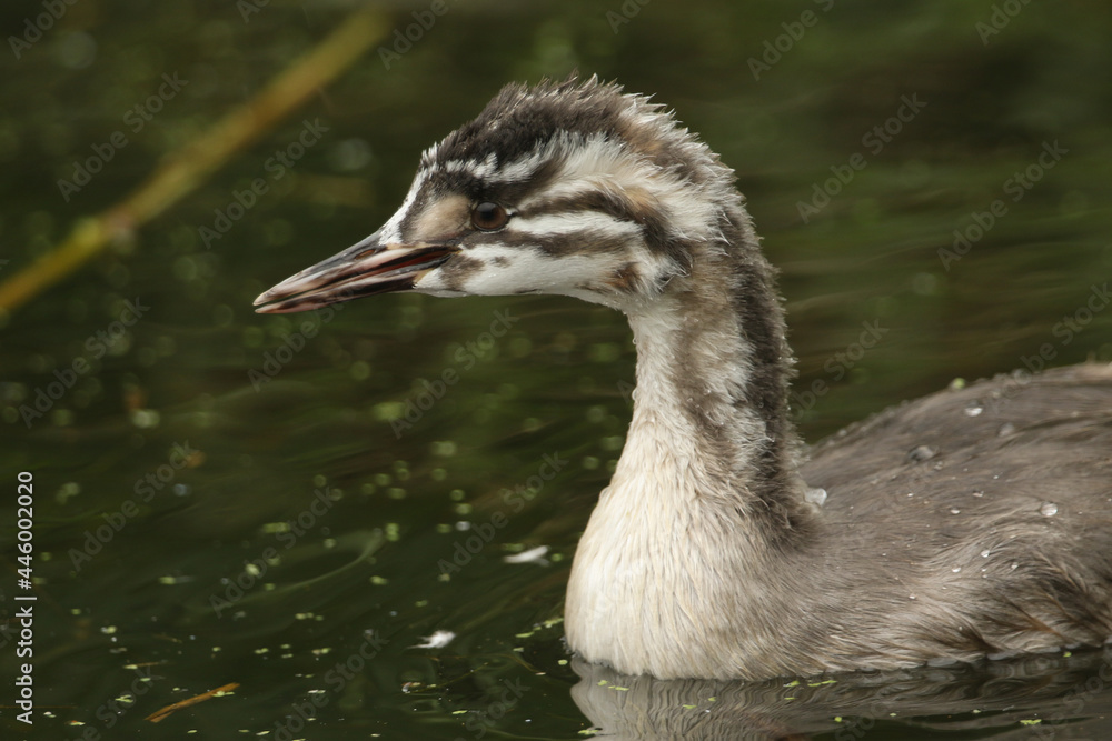 A head shot of a baby Great crested Grebe, Podiceps cristatus, swimming on a river. It is calling to the parent bird to feed it. A head shot of a baby Great crested Grebe, Podiceps cristatus, swimming on a river. It is calling to the parent bird to feed it.