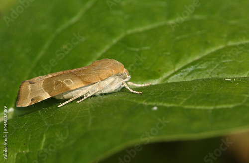A Broad-bordered Yellow Underwing Moth, Noctua fimbriata, resting on a leaf. photo