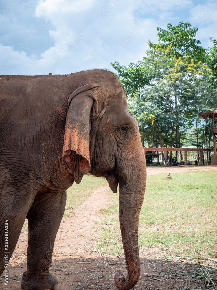 Fototapeta premium elephant in the zoo