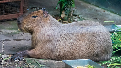 The giant brown capybara
