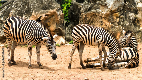 Three zebra