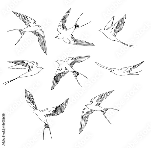 Hand drawn images line art floral bird clipart  Outline flying swallow clip art