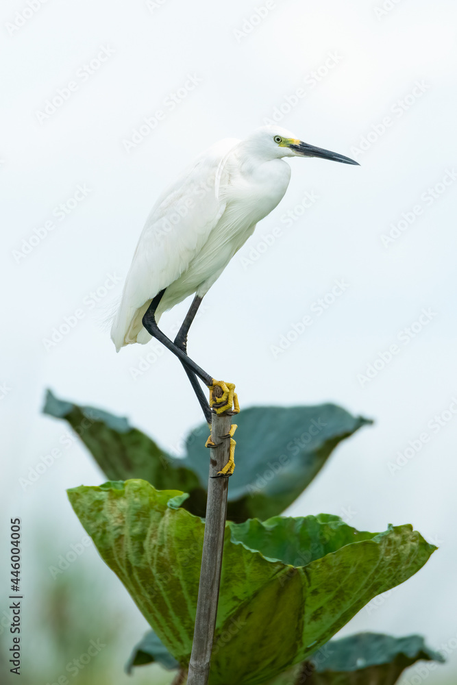 Little Egret perching on a bamboo stem Little Egret perching on a bamboo stem
