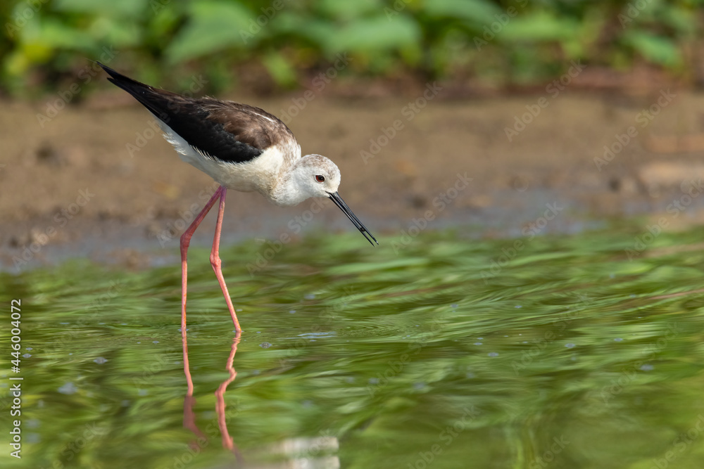 Black-winged Stilt wading near lake shore Black-winged Stilt wading near lake shore