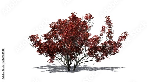 Kousa Dogwood in autumn with shadow on the floor - isolated on white background - 3D illustration photo