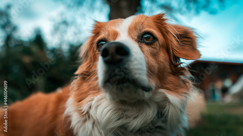 portrait of dog ebbi