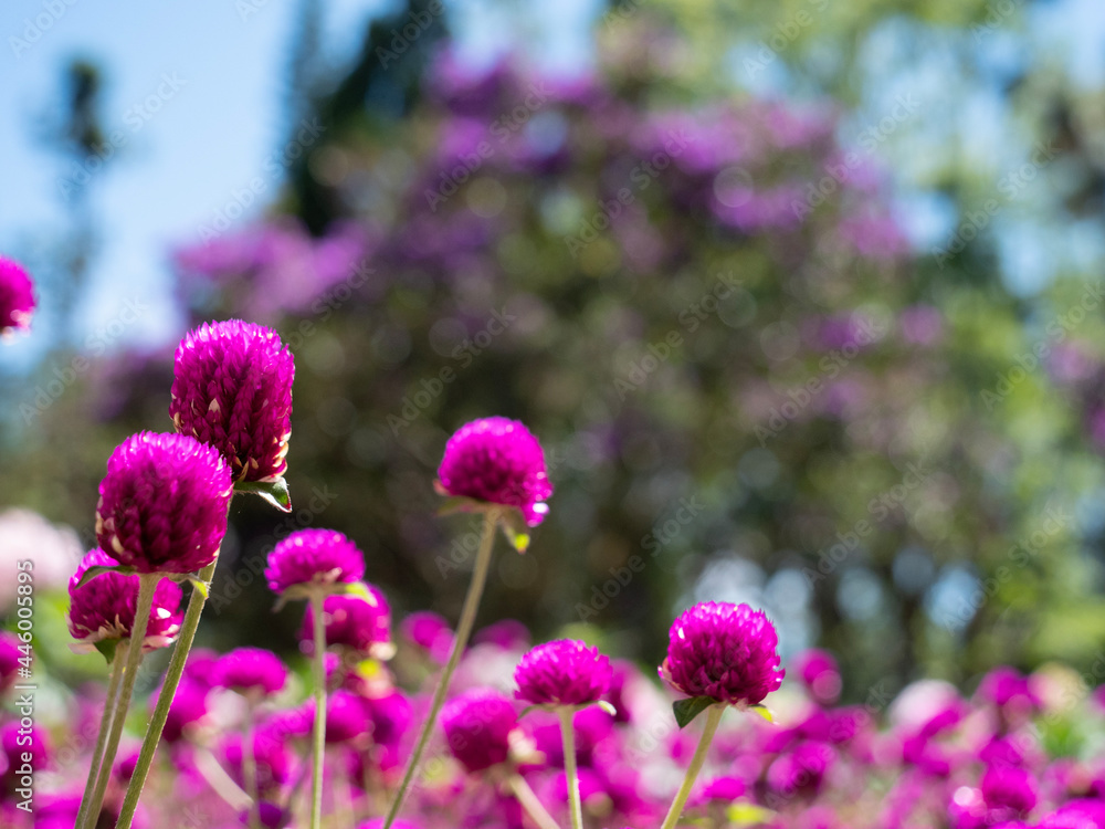 Obraz premium purple flowers in the garden
