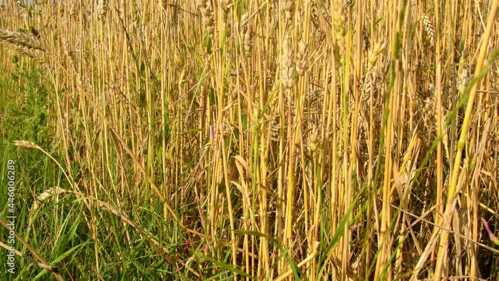 field of ripe wheat with camera drive to the heads field of ripe wheat with camera drive to the heads