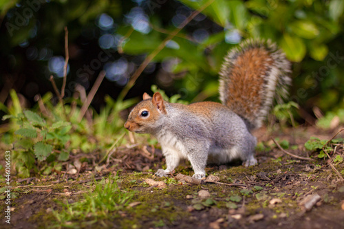 squirrel in the park © michael