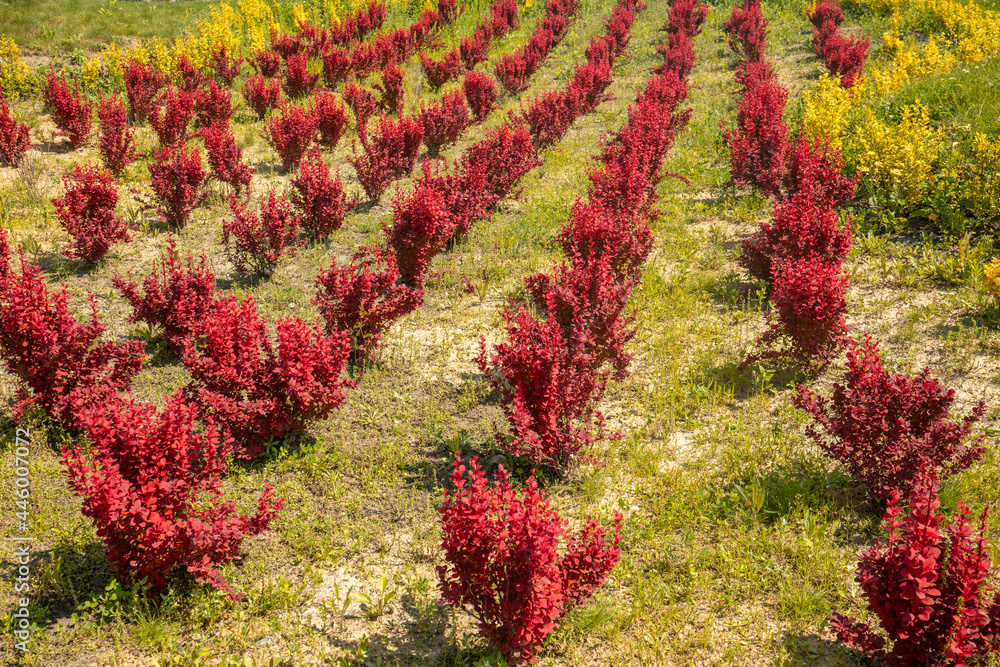 Orange Rocket Barberry