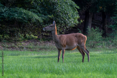 Female Red deer (Cervus elaphus) on the field of National Park Hoge Veluwe in the Netherlands. Forest in the background. 