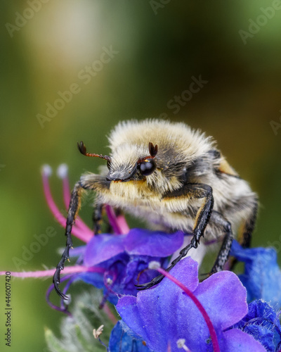 Striped mottled beetle (Trichius fasciatus) sits on a flower, close-up, macrophoto