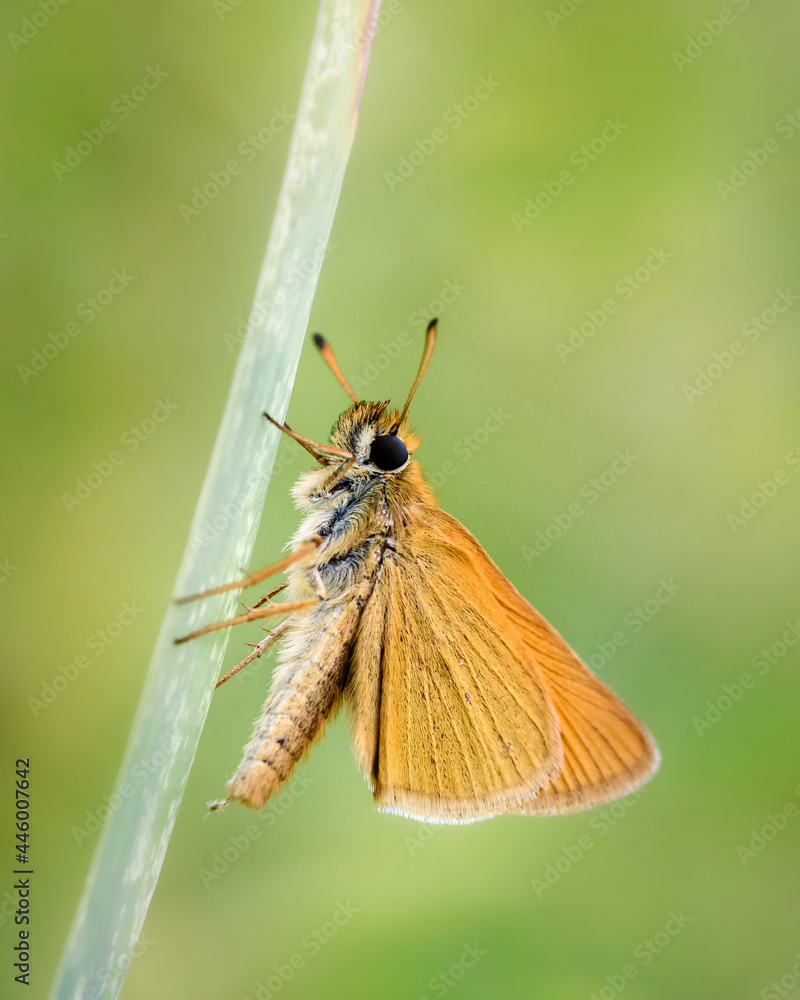The thick-headed Acteon (Latin: Thymelicus acteon) is a butterfly of the thick-headed family, sitting on a blade of grass on a light green background, close-up, side view The thick-headed Acteon (Latin: Thymelicus acteon) is a butterfly of the thick-headed family, sitting on a blade of grass on a light green background, close-up, side view