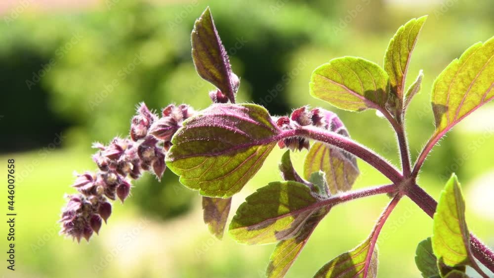 African blue basil, spice and medicinal herb with flower
African blue basil, spice and medicinal herb with flower