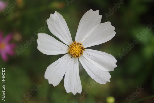 White-yellow flower