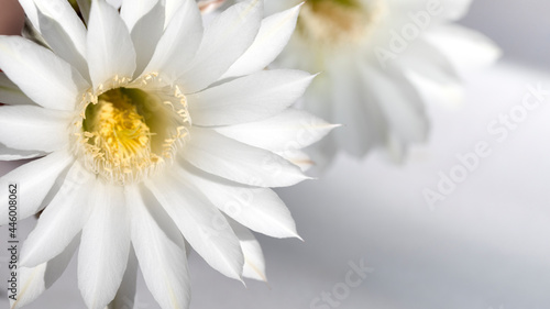 White cactus flower on a white background close up selective focus.