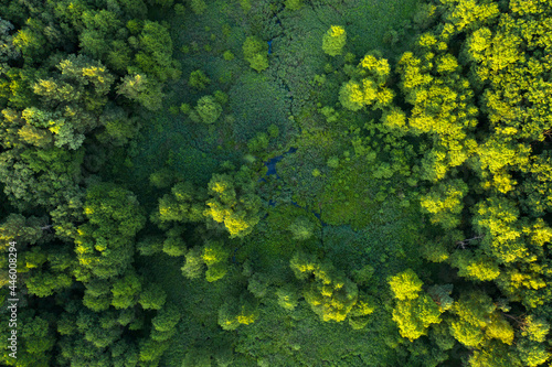 Wetlands in the summer forest. View from the drone. photo