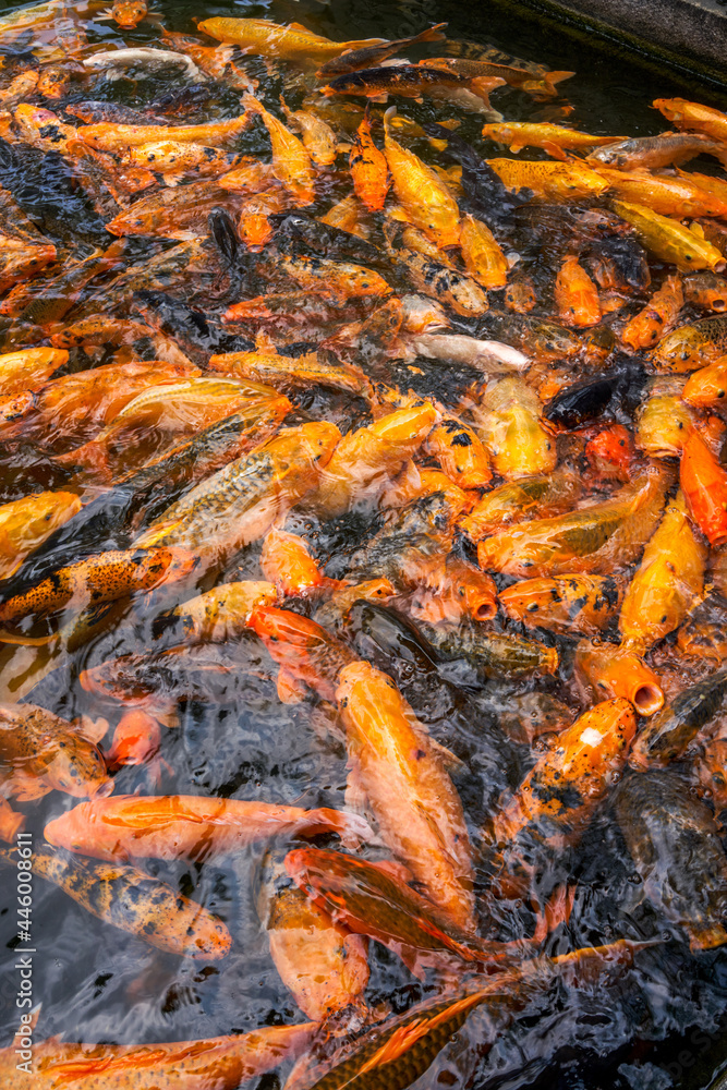 Colorful schools of koi and goldfish in the ornamental fish pond Colorful schools of koi and goldfish in the ornamental fish pond