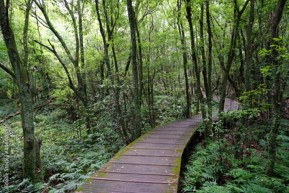 Obraz premium a fine pathway through a dense forest