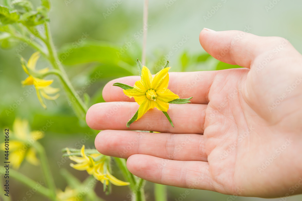 Young adult woman hand showing yellow flower of tomato in greenhouse. Closeup. Blooming time. Young adult woman hand showing yellow flower of tomato in greenhouse. Closeup. Blooming time.