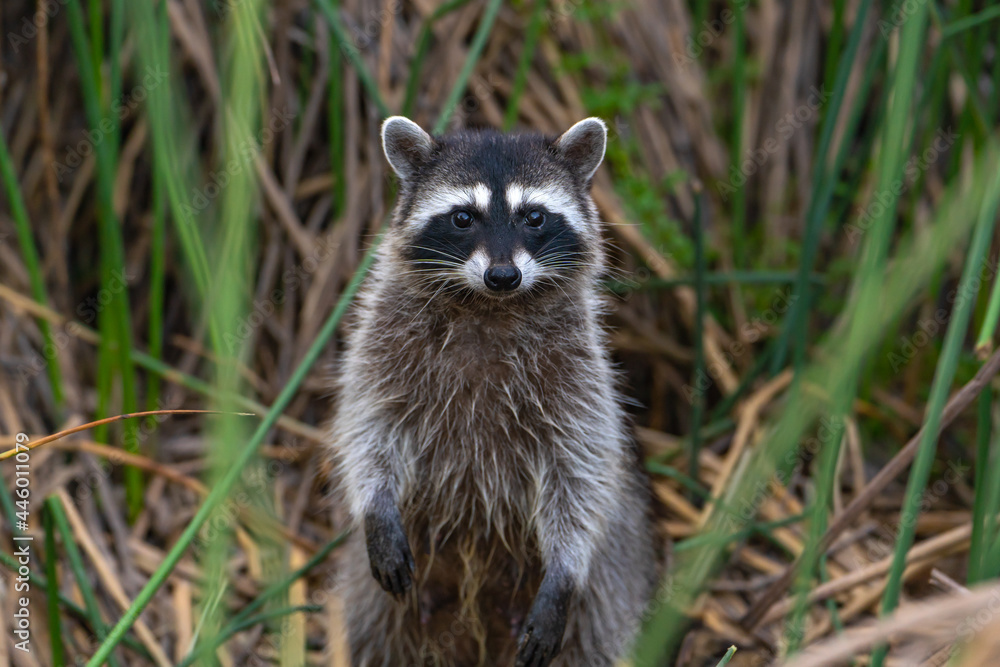 Raccoon sits in the grass in the evening. Wildlife photography. Raccoon sits in the grass in the evening. Wildlife photography.