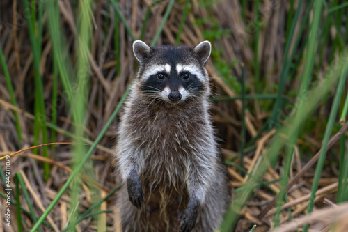 Raccoon sits in the grass in the evening. Wildlife photography. 