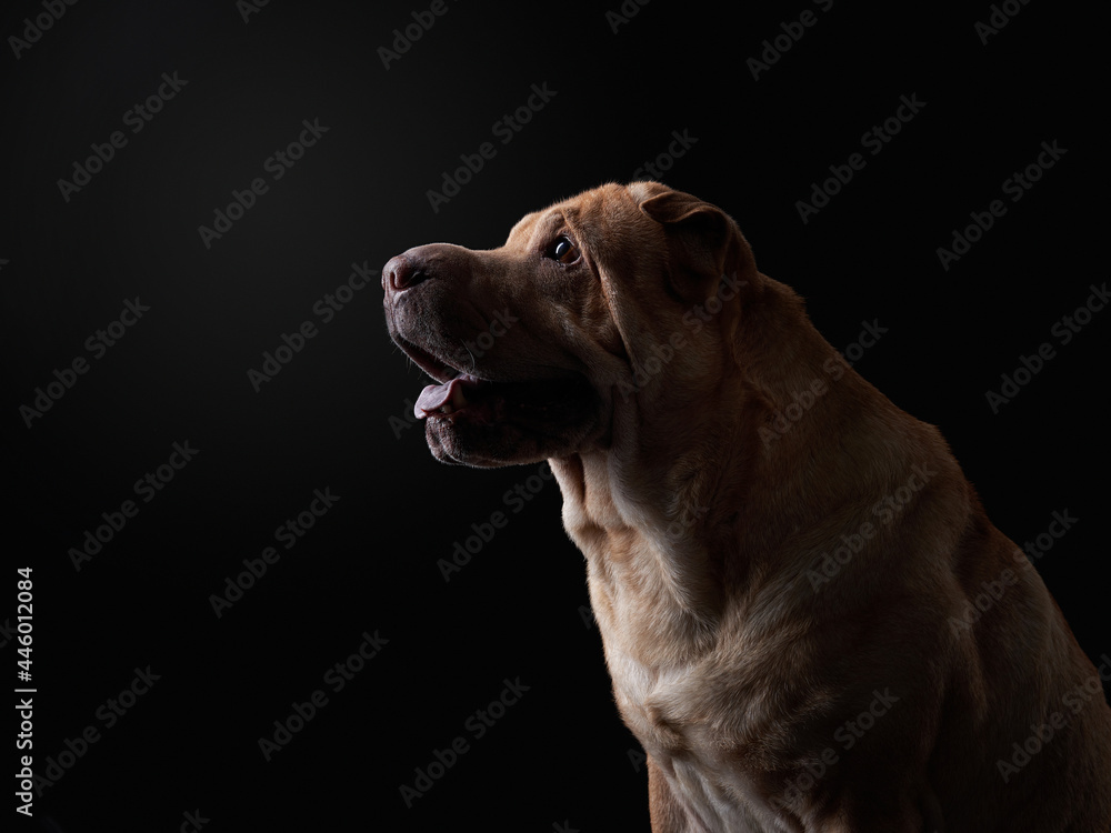 Fototapeta premium portrait Shar Pei on black background. silhouette of a dog. Pet in the studio