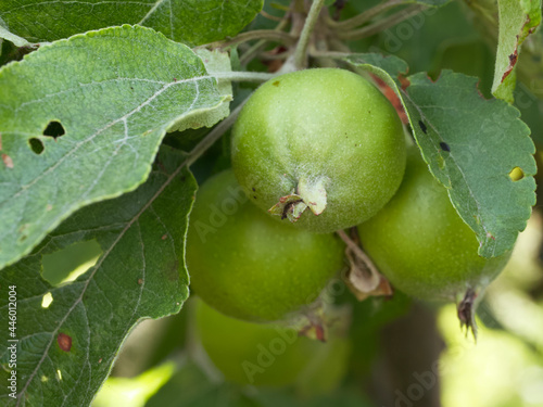 An unripe apple on a tree branch, close-up. An apple is an edible fruit produced by an apple tree (Malus domestica).