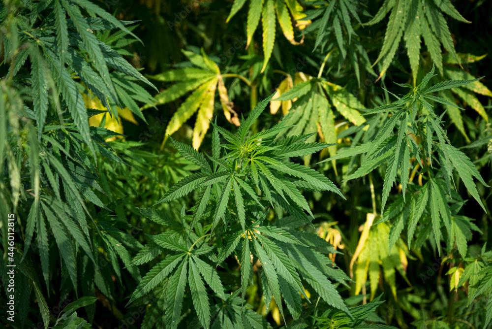 cannabis bushes with green and yellowed leaves grow in the field
