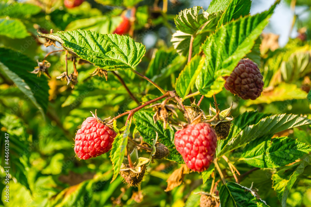 Ripe red raspberry fruits. Ripe red raspberry fruits.