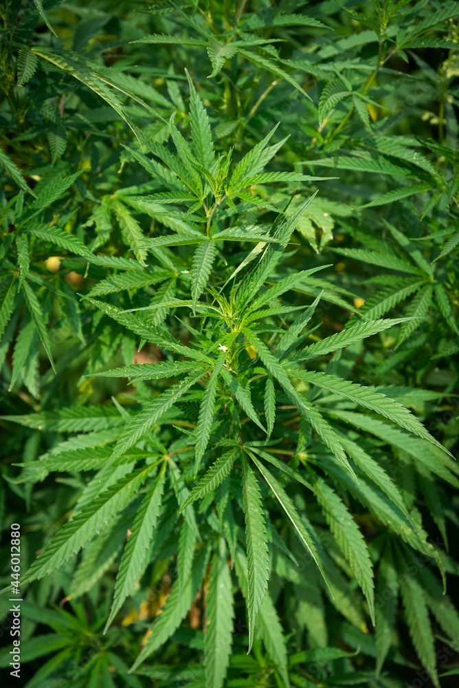 Cannabis bushes with bright and dense foliage Cannabis bushes with bright and dense foliage