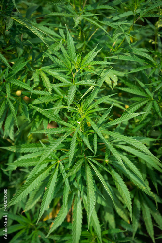 Cannabis bushes with bright and dense foliage