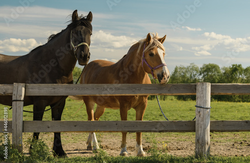 Two horses with its halters and ropes are standing near a wooden fence in outdoors.