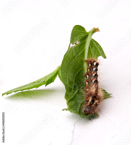 the caterpillar of the Acronicta rumicis butterfly eats the mint leaf. Image on a white background. photo
