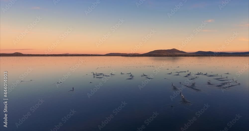 Aerial flying over a lake of migrating birds at sunset in Northern California Aerial flying over a lake of migrating birds at sunset in Northern California