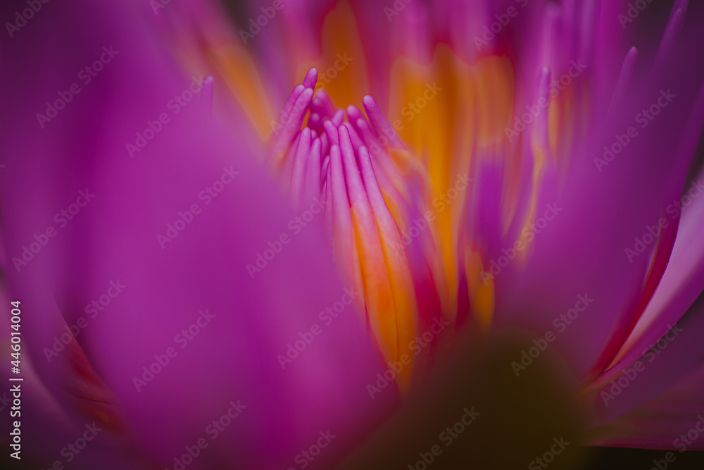 flower background flower background