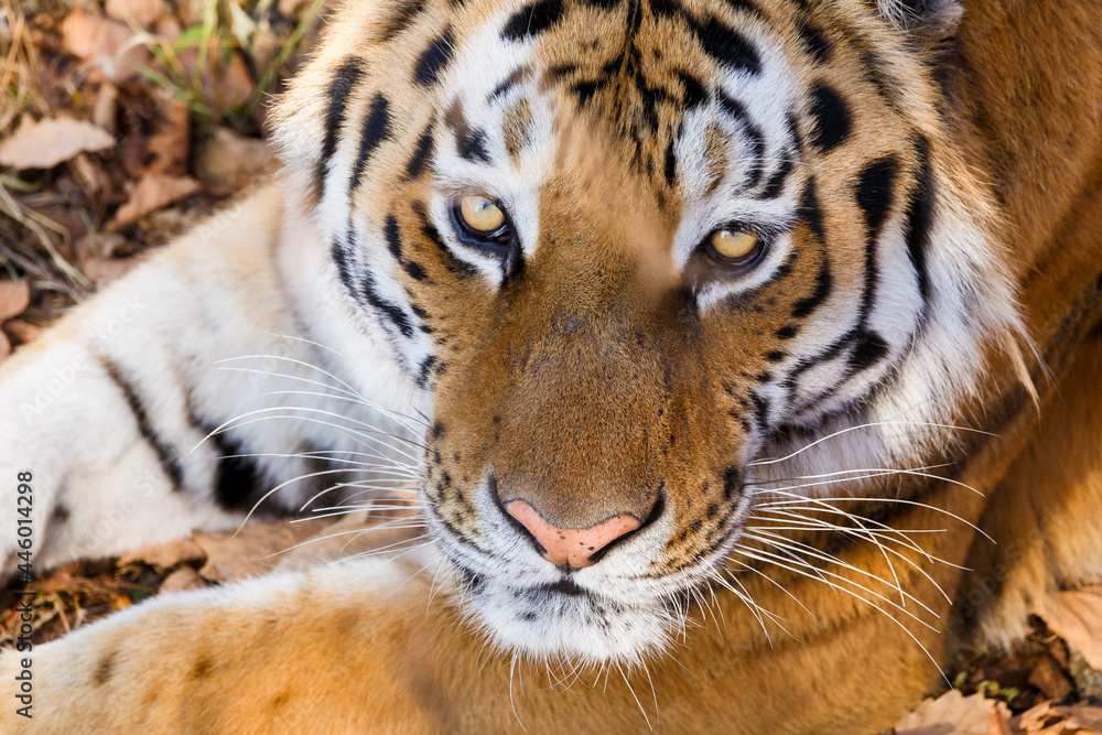 Obraz premium Amur tiger in the autumn forest. Close-up. The muzzle of the Amur tiger looks into the distance. Predatory cat.