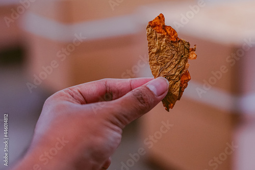 Hand holding tobacco leaf photo