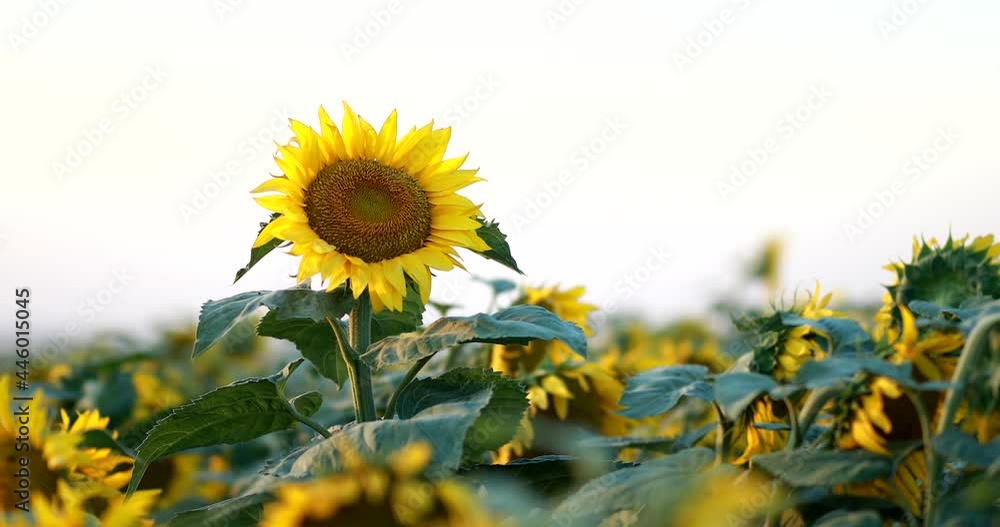 sunflower sun summer season plant nature plants on earth, energy sources and sky sunflower sun summer season plant nature plants on earth, energy sources and sky