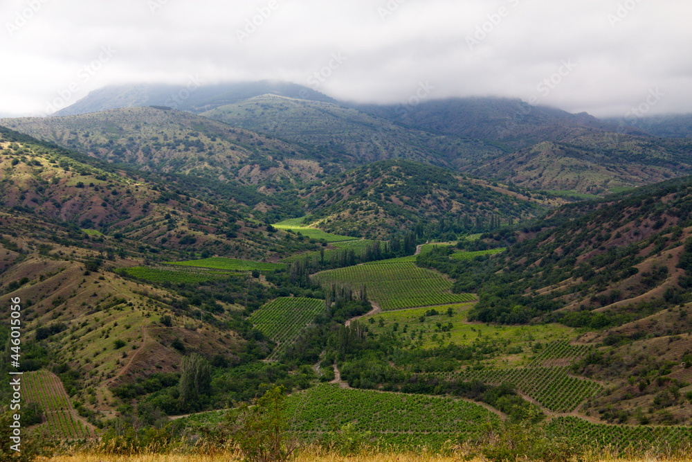 Vineyards among the mountains