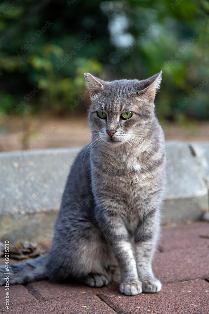 A gray striped street cat with a cropped ear and emerald green eyes sits on a stone tile and looks at the camera. Shallow depth of field