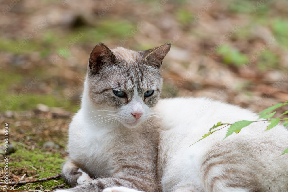 Obraz premium 可愛い猫